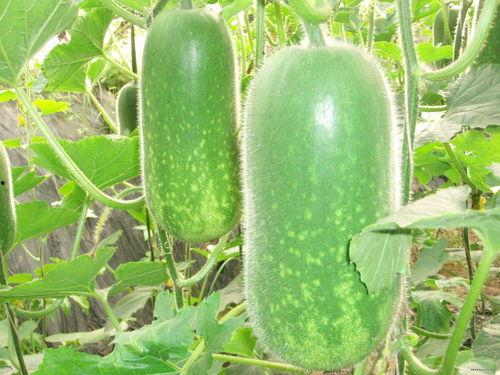 带你吃瓜8853,带你吃瓜8853背后的故事与真相