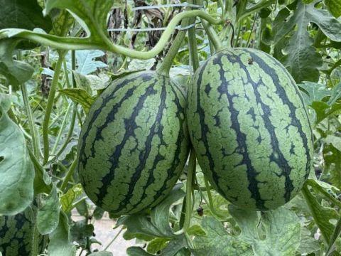 浇水吃瓜,揭秘瓜果生长的奥秘与乐趣