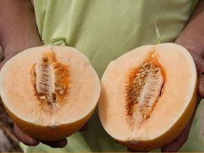 今天吃的瓜很甜,今日美味分享