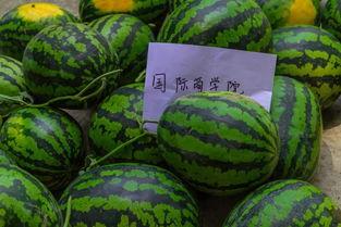 带你吃瓜校园,揭秘校园热点事件背后的真相