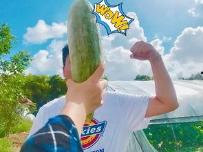 带你吃瓜校园,揭秘校园热点事件背后的真相