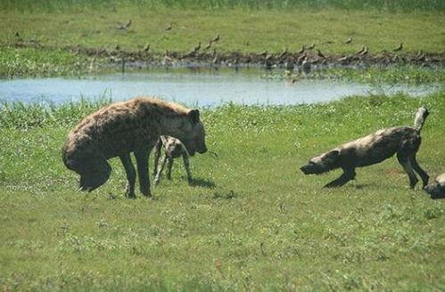 鬣狗吃哈密瓜,揭秘鬣狗吃哈密瓜的趣味瞬间