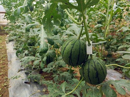 上最快的吃瓜,揭秘最快吃瓜达人