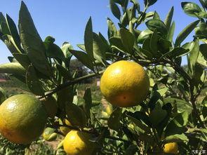 吃橘子吃瓜,探寻夏日水果的甜蜜诱惑