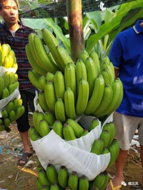 吃瓜缅甸北部,吃瓜群众眼中的风云变幻