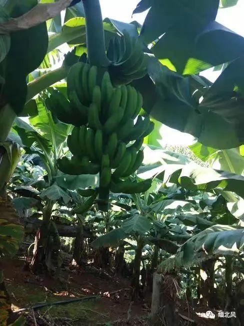 吃瓜缅甸北部,吃瓜群众眼中的风云变幻