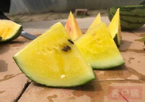 咱们吃高端瓜,高端瓜果盛宴探秘