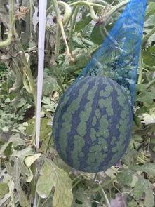 咱们吃高端瓜,高端瓜果盛宴探秘