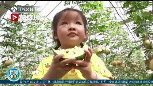 夏天到了来农科院吃瓜,尽享田园美味之旅